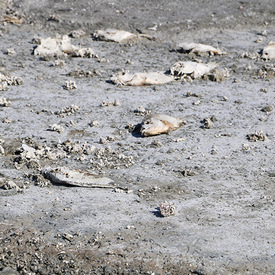 John Velickovic- Salton Sea ii